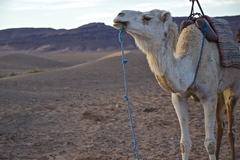 bridle, no people, day, pets, lonely, one animal, sahara, mood, dom, working animal, africa, rope, arid climate, dawn, landscape, scenic, travel, loneliness