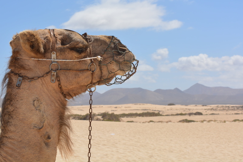 camel, land, egypt, arid climate, domestic animals, working animal, animal, day, leave, africa, sand, dry, no people, excursion, nature, bridle, herbivorous