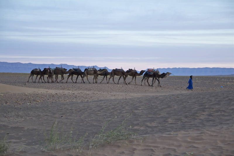north africa, sky, morocco, nature, orient, africa, mountain, blue, mood, desert, vertebrate, mammal, empty, sand, domestic, romantic, working animal, animal