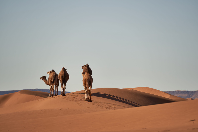 camel, sand dune, animals, 5K, working animal, pets, arid climate, dune, sahara, landscape, no people, morocco, africa, animal themes, domestic animals
