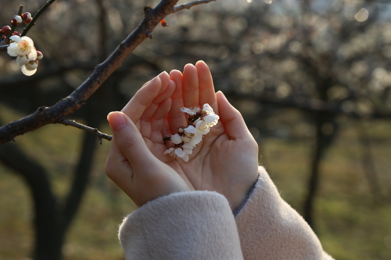 food and drink, closeup, finger, nature, outdoors, plum, real people, 5K, white, hand, body part, person, unrecognizable person, leisure activity, personal perspective