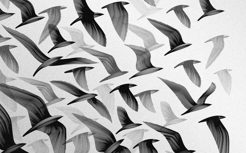 art, hd, BIRDS, artwork, black, animals, monochrome, white, x, 1080P, black and white, digital