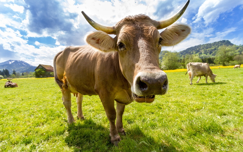 cattle, cow, animals, livestock, dairy, swiss, agriculture, dairy cattle, 2K, farm