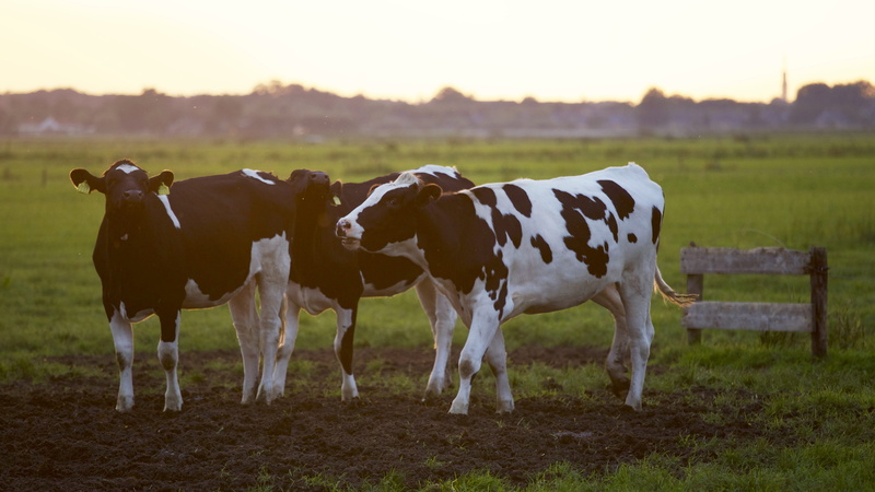 animal themes, nature, focus, animal photography, sky, grass, animal, domestic, landscape, pasture, grass field, group of animals, rural, herd, farmland