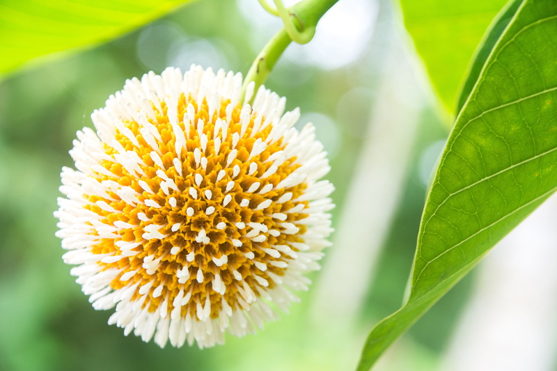 growth, close-up, yellow, plant, no people, rain, plant part, nature, vulnerability, 5K, bangladesh, petal, green, springtime, beauty in nature, outdoors