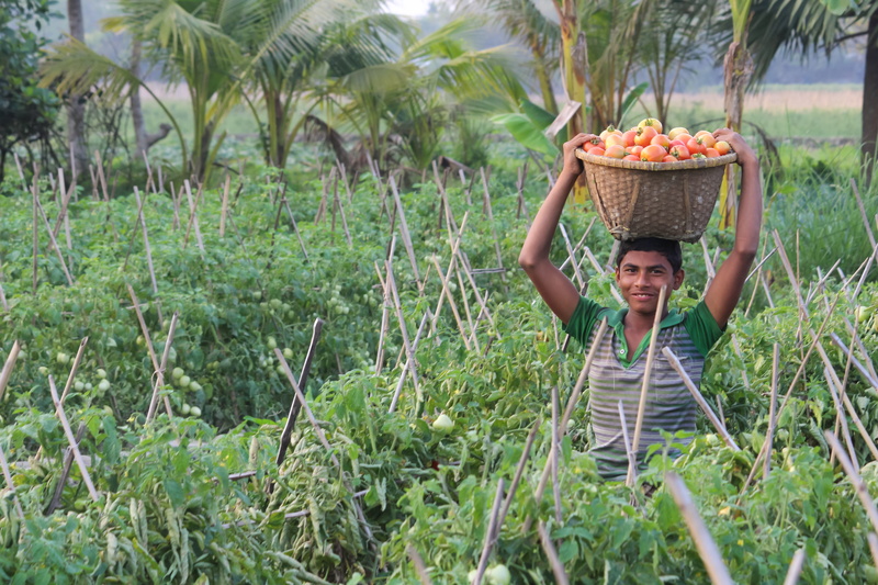 ripe, harvesting, casual clothing, village, freshness, bangladesh, food and drink, front view, farming, outdoors, flora, agriculture, food, fruit, growth