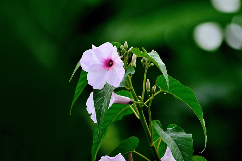 natural, leaf, pink color, focus on foreground, flower, vulnerability, plant, 4K, no people, flowering plant, petal, day, close-up, plant part, inflorescence