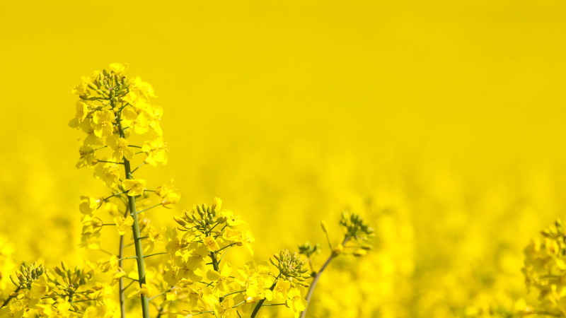 plant, oilseed Rape, Yellow, rural Scene, flower, untitled, gull, agriculture, summer, canola, field, rapeseed, Raps, springtime, nature, 5K