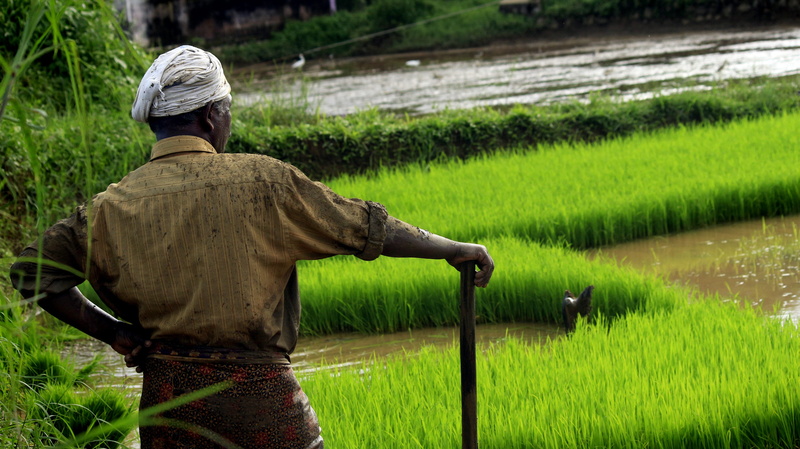 agriculture, men, food, culture, farmland, green color, countryside, occupation, people, plant, rural scene, growth, labor, asia, farmer, life, farm, rear view