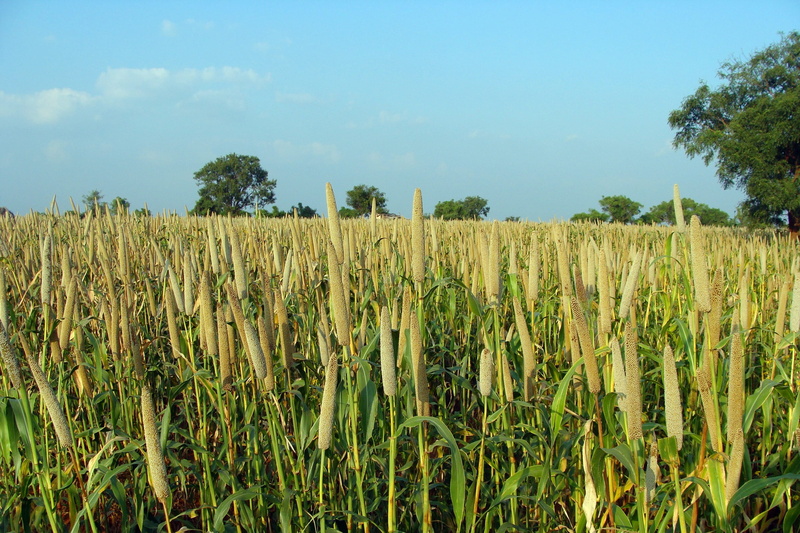 Pearl Millet, day, 2K, tree, no people, land, plant, growth, scenics - nature, cereal plant, field, india, landscape, environment, agriculture, Cultivation