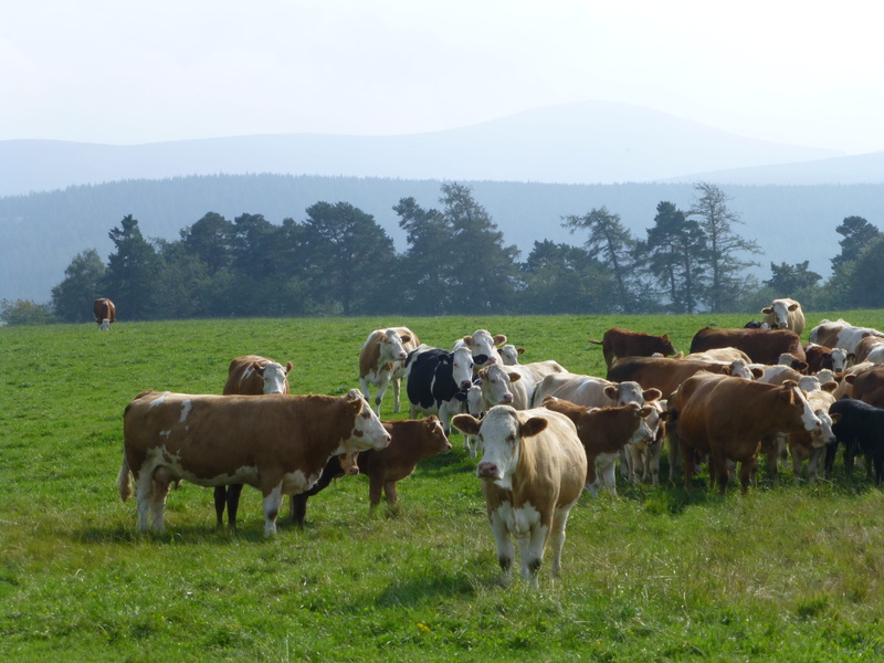 countryside, field, cow, grass, mammal, vertebrate, pets, land, animal, outdoors, herbivorous, scotland, group of animals, simmental, domestic, cattle