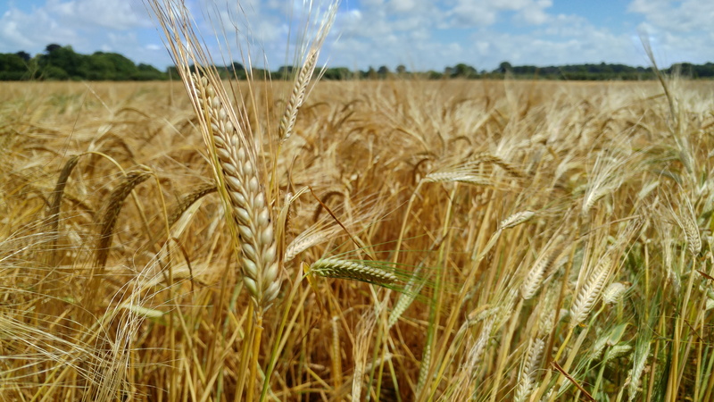 land, tranquility, cultivation, sky, grow, golden, ripe, ear of wheat, crop, landscape, growth, 5K, tranquil scene, scenics - nature, rural scene, agricultural