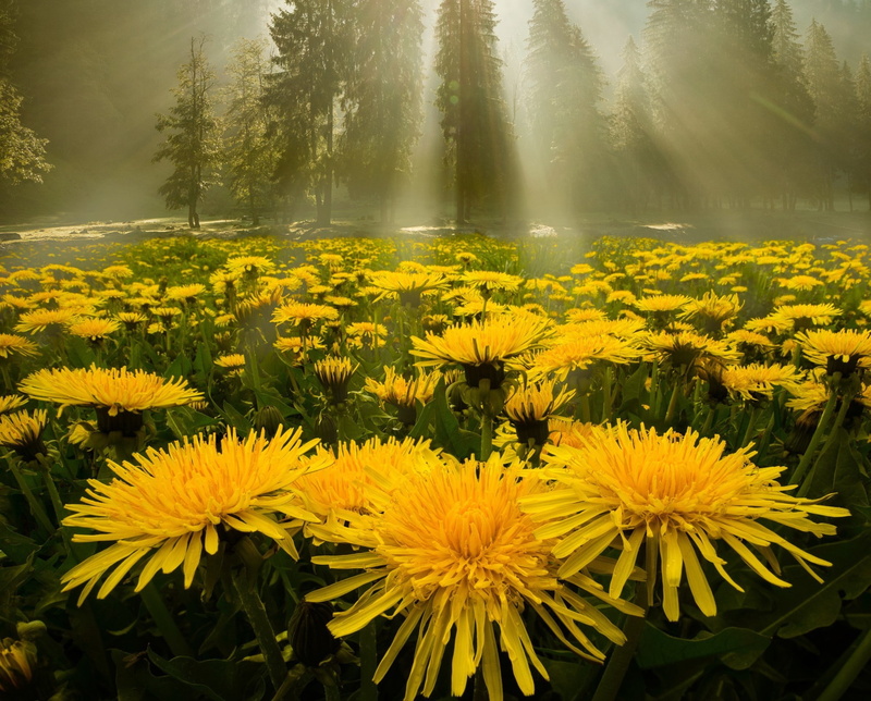 1080P, meadow, Dandelions, rays, forest