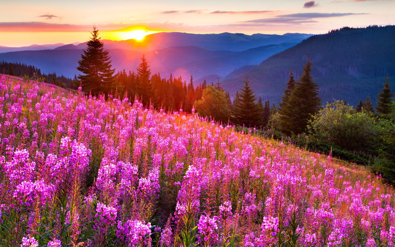 landscape, 2K, sky, meadow, mountains, Sunset, flowers, Nature, grass