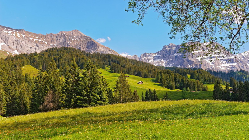 meadow, beautiful, mountains, forest, 1080P, swiss, summer, alps, nature and landscapes, cabins