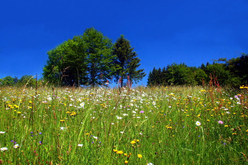 field, tree, no People, summer, wild flowers, Spring, wildflowers, blue, idyllic, Meadow, springtime, freshness, tranquil scene, environment, scenics - nature