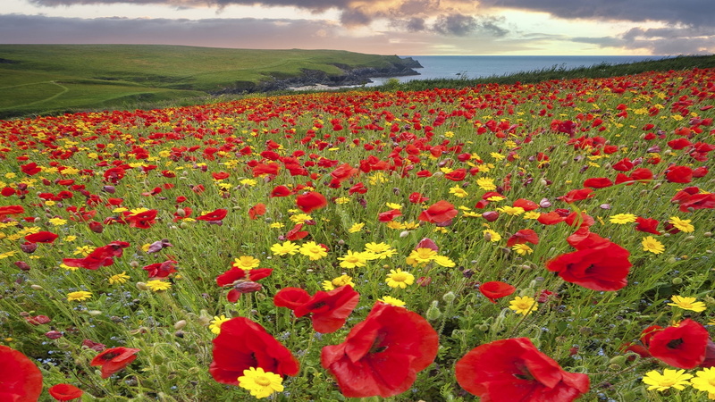 Meadow, Clouds, Flowers, Poppy, 1080P, Lake