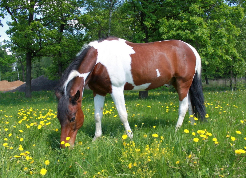 1080P, konie, zwierzeta, meadow, laka, animals, horse