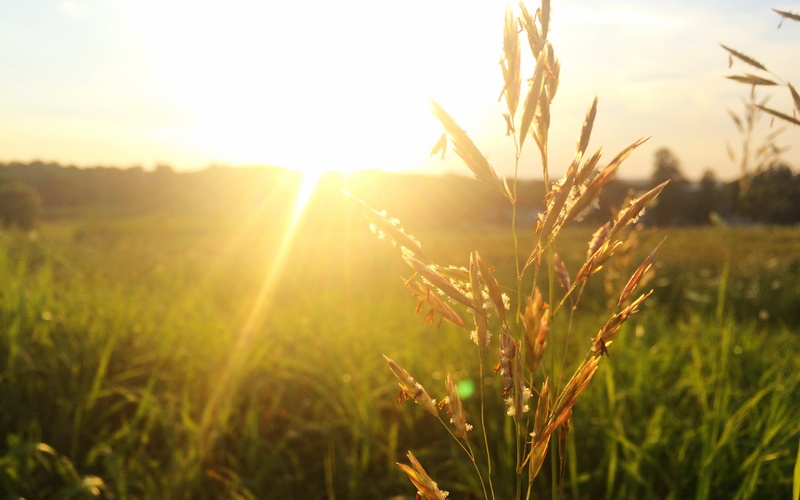 2K, sunny, grass, sun, field, meadow