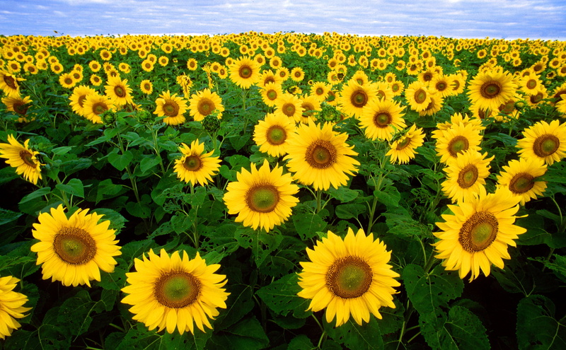 vibrant Color, plant, beauty In Nature, landscape, leaf, agriculture, no People, springtime, flower, season, freshness, meadow, crop, sunlight, flower head