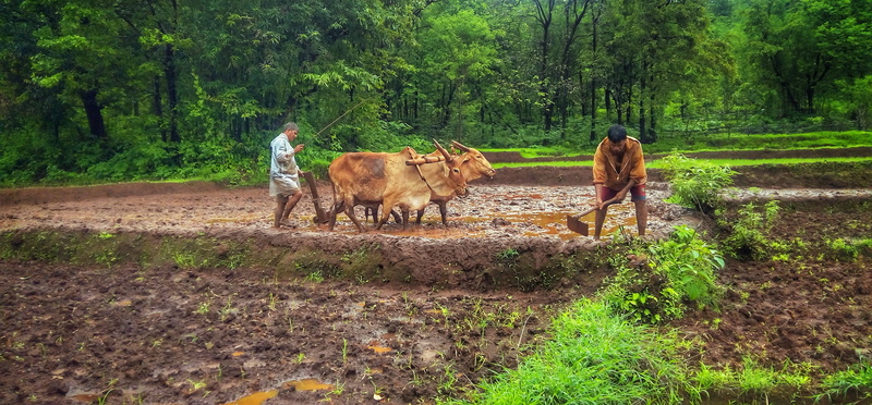 forest, herbivorous, green, plant, animal themes, sindhudurg, man, ratnagiri, domestic animals, cattle, goa, outdoors, pets, no people, animal, indian