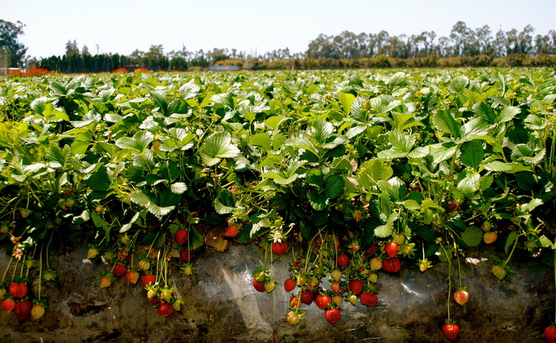 land, crop, fruit, healthy eating, leaf, plant part, field, ripe, outdoors, green color, sky, no people, plant, growth, freshness, nature, hd  strawberry farm