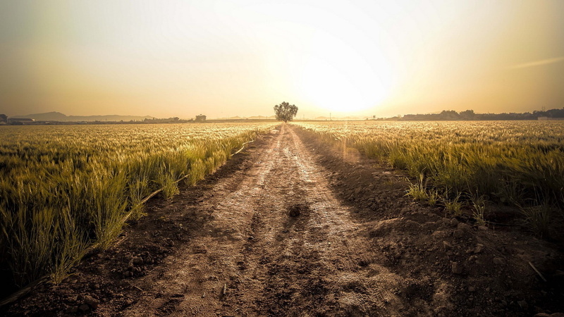 grass, sky, 1080P, nature, the way forward, environment, tranquil scene, dirt, plant, scenics - nature, crop, rural scene, outdoors, direction, cereal plant