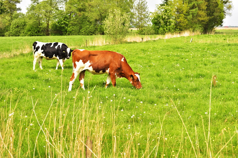 grazing, landscape, livestock, grass, tree, cattle, vertebrate, pets, Cows, plant, group of animals, field, Nature, domestic animals, farm, cows, meadow