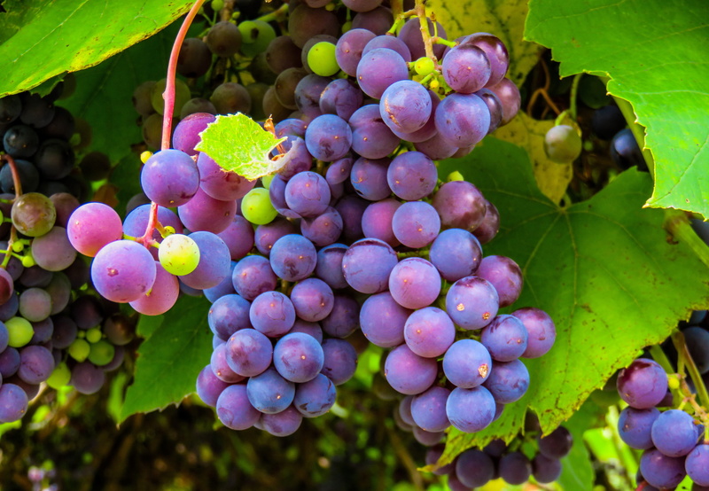 autumn, grape, close-up, food and drink, bunch, red, agriculture, blue grapes, vineyard, day, purple, growth, winegrowing, winemaking, grapevine, green color