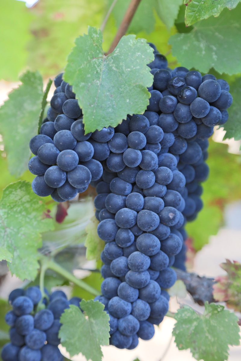 cabernet, vineyard, organic, harvest, leaf, food, verdot, field, outdoors, green, focus, grapes, shallow, red, food and drink, wine, sauvignon, plant, shot