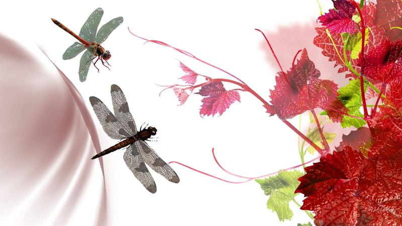 vineyard, dragonfly, winery, season, wine, grape, 1080P, dragonflies, grape leaves, leaves, subtle, smoke, summer, vines