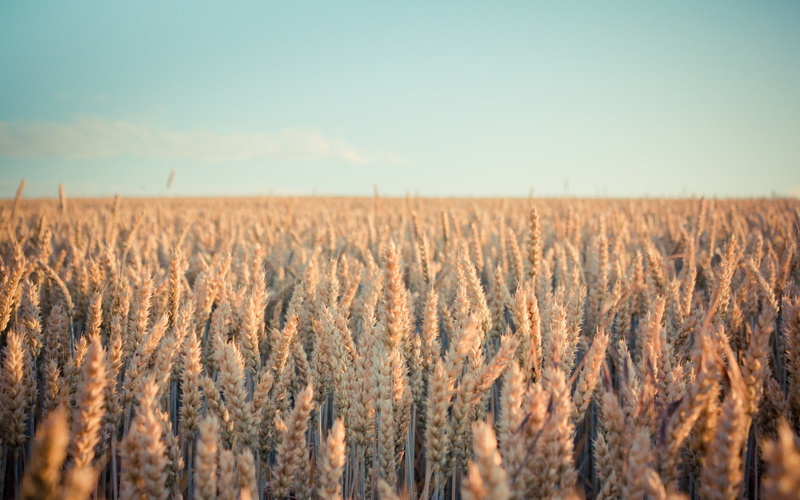 tranquil scene, beauty in nature, landscape, depth of field, crop, 2K, plant, day, rural scene, sky, growth, wheat, bright, field, cereal plant, land