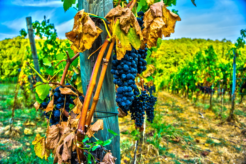Grape, field, 5K, food, farmer, Vine, food and drink, italy, grapes, grape, growth, plantation, wine road, nature, Wine, agriculture, day, fruit, focus on foreground
