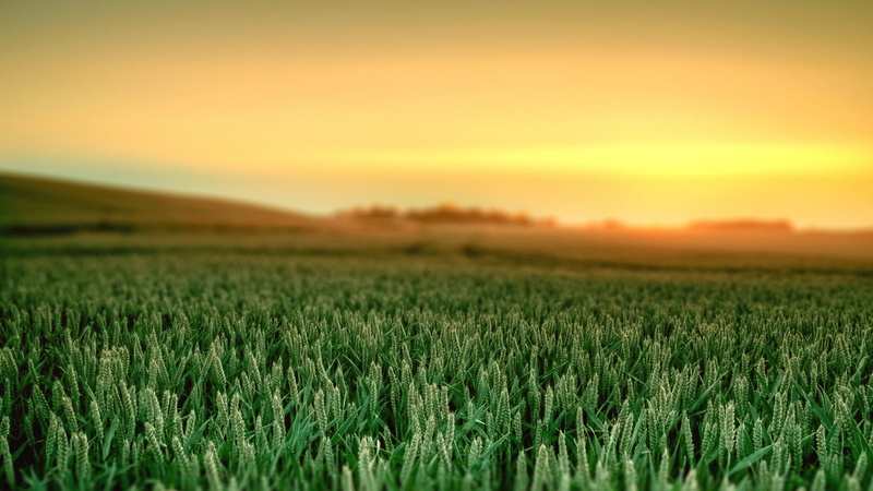 environment, farm, beauty in nature, cereal plant, green color, sky, landscape, crop, plant, green, nature, 1080P, growth, field, tranquility, agriculture