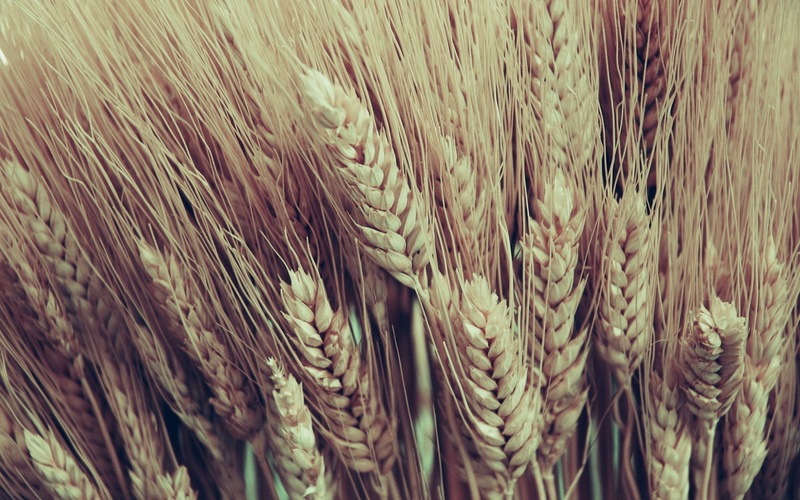 plant, beauty in nature, whole Wheat, selective focus, brown, growth, season, textured, nature, close-up, Cornstalks, healthy Eating, day, autumn, rye - Grain