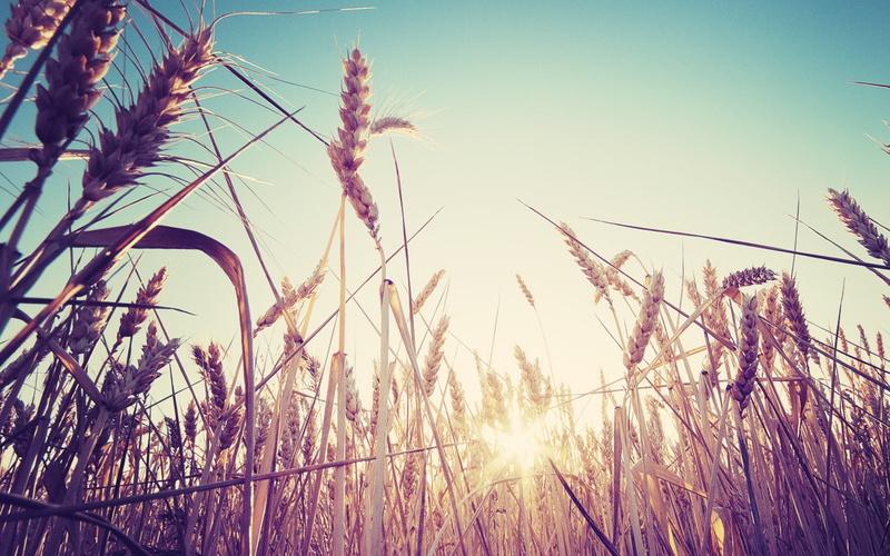 reed - Grass Family, plants, lens flare, growth, crop, sunset, season, no People, macro, timothy grass, cereal Plant, plant, close-up, land, grass, sun