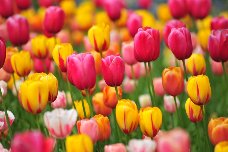 keukenhof, close-up, no people, nature, netherlands, springtime, flowering plant, backgrounds, vulnerability, purple, freshness, field, 4K, tulips, petal