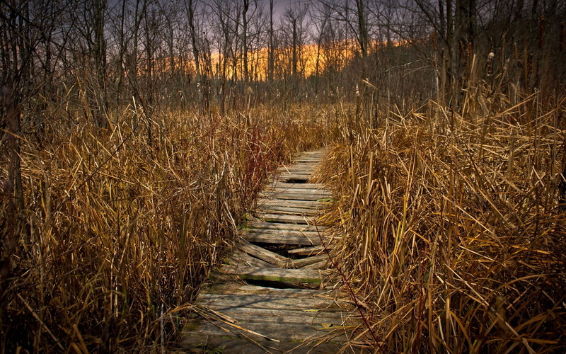 wood - material, outdoors, non-urban scene, brown, the way forward, direction, tree, tranquil scene, road, landscape, forest, growth, 1080P, trail, nature