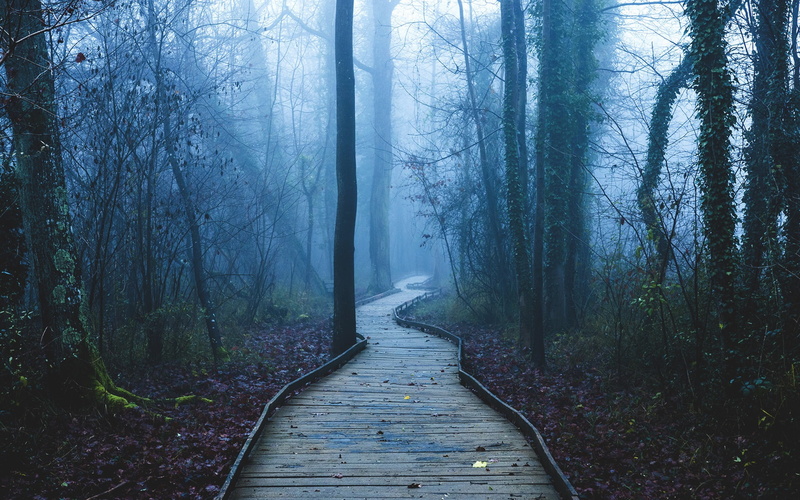 Dawn, Forest, Footpath, Trees, 1080P, Fog