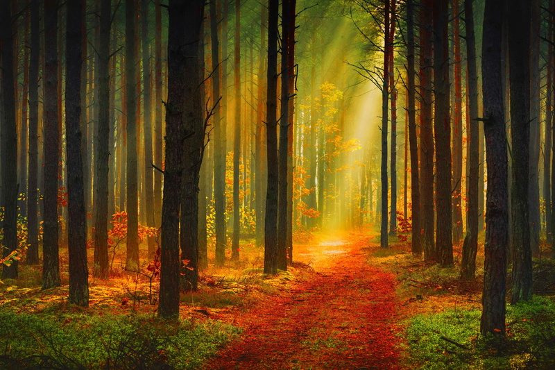 Autumn, footpath, trees, 2K, sun, the suns rays, rays, forest