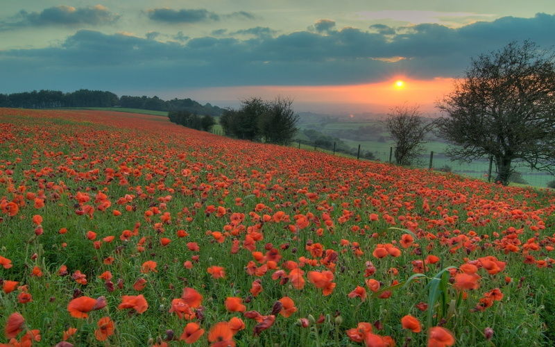 no People, tranquil scene, outdoors, environment, flower Head, light, colors, 1080P, hill, growth, backgrounds, flower, meadow, scenics, nature, summer