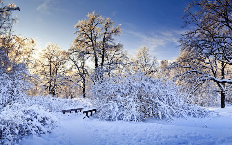 forest, trees, white, footpath, footbridge, bushes, snow, 2K, winter