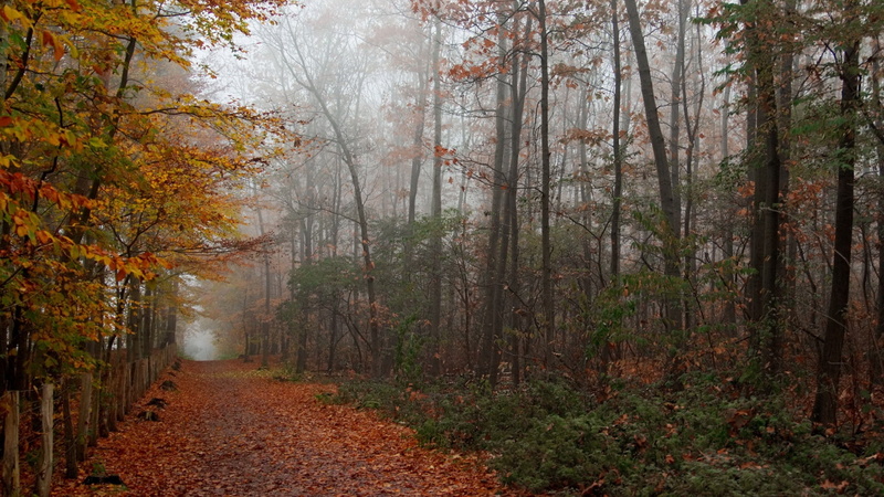 deciduous Tree, tree trunk, sunlight, no People, mist, growth, beech Tree, fog, landscape, plant, vibrant Color, trunk, tranquil Scene, bush, branch, bright