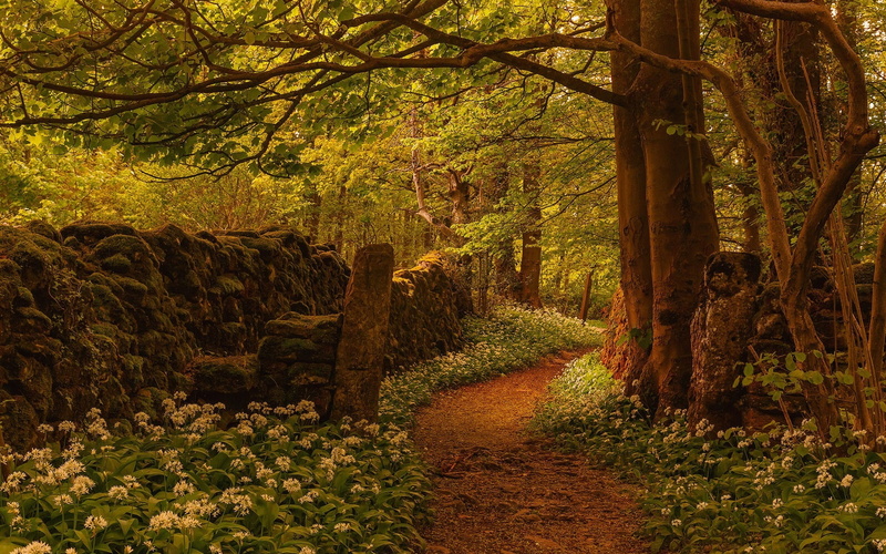 Flowers, England, Trees, Footpath, Fence, Forest, 1080P
