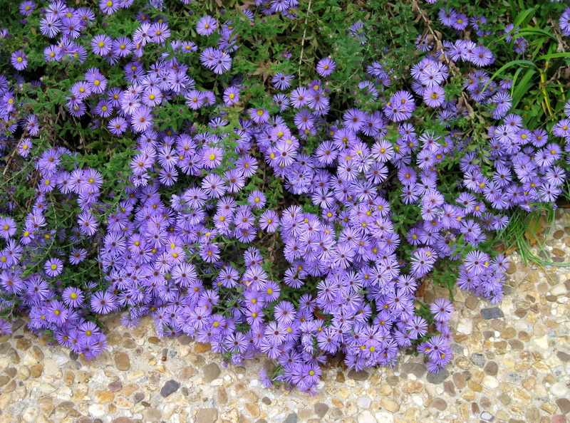 aster, no People, vulnerability, flower, purple, full frame, flowerbed, flowers, formal Garden, footpath, botany, inflorescence, beauty In Nature, petal