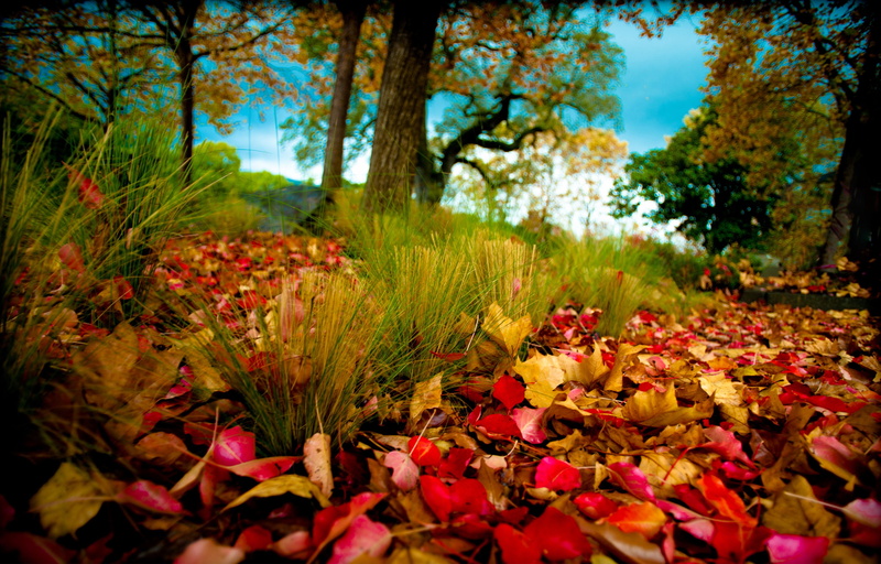 4K, nature, autumn, trees, foliage