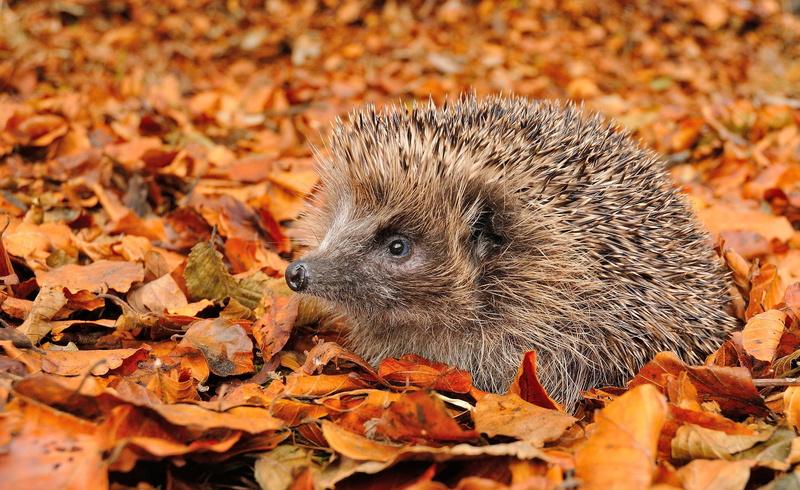 day, small, leaf, mammal, outdoors, change, natural condition, animal, plant part, snout, animal themes, land, foliage, forest, autumn, dry, brown, leaves