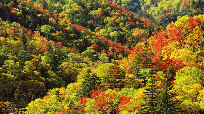 autumn, forest, trees, 1080P, foliage, nature