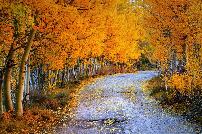 roads, foliage, birch, seasons, autumn, nature, 2K