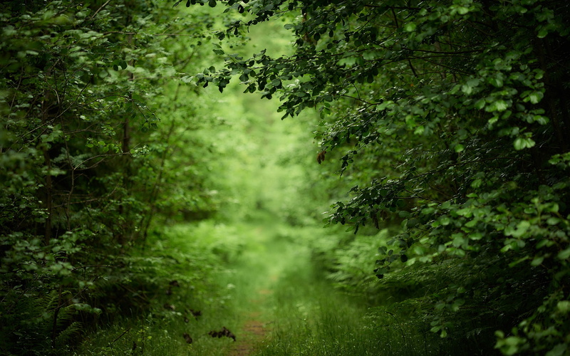 plant, grass, no people, environment, nature, growth, selective focus, day, non-urban scene, land, outdoors, green, tree, 2K, foliage, woodland, beauty in nature